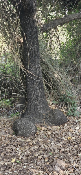 קובץ:2025-05-03T16 34 55.335089350895.jpg