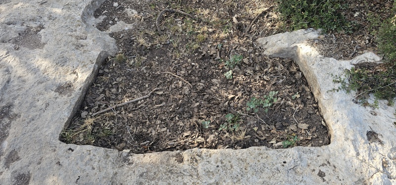 קובץ:2025-05-03T17 01 49.290179131913.jpg