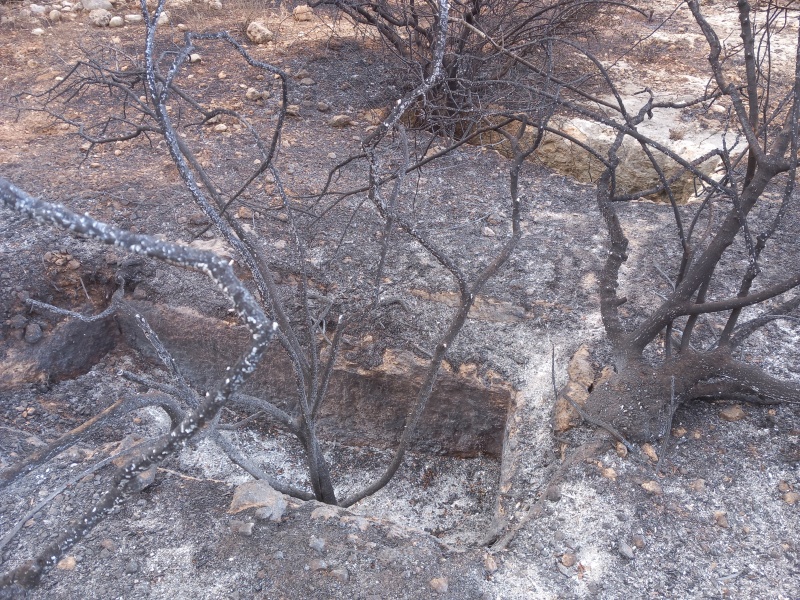 קובץ:2025-05-04T08 39 28.163107220602.jpg