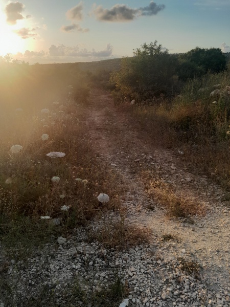 קובץ:2025-05-04T18 59 09.96822537803.jpg