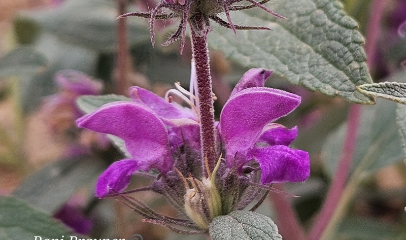 קובץ:2025-05-05T11 25 50.789437492502.jpg