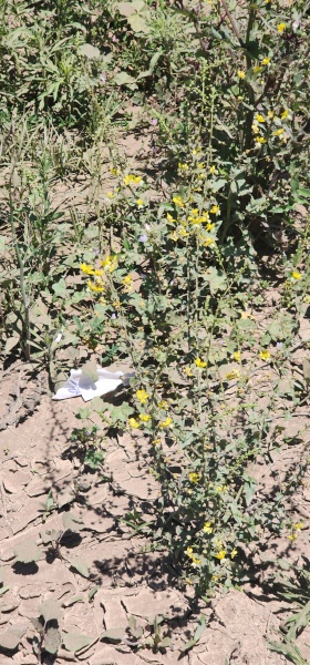 קובץ:2025-05-06T12 53 32.040959663318.jpg