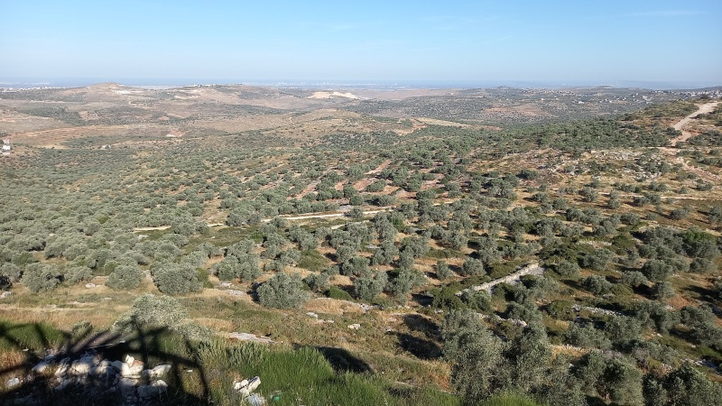 קובץ:2025-05-07T07 58 43.278568493041.jpg