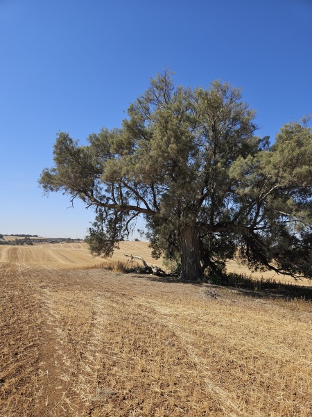קובץ:2025-05-07T09 35 13.612440343933.jpg