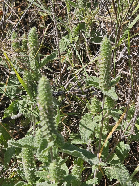 קובץ:2025-05-07T09 55 32.769502480130.jpg