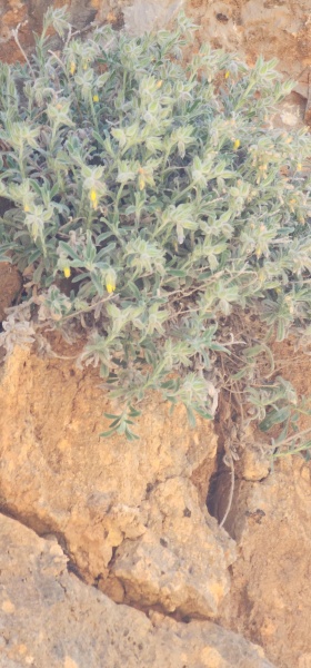 קובץ:2025-05-07T12 18 42.807129387113.jpg