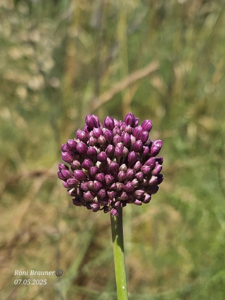 קובץ:2025-05-07T13 03 48.11938824396.jpg