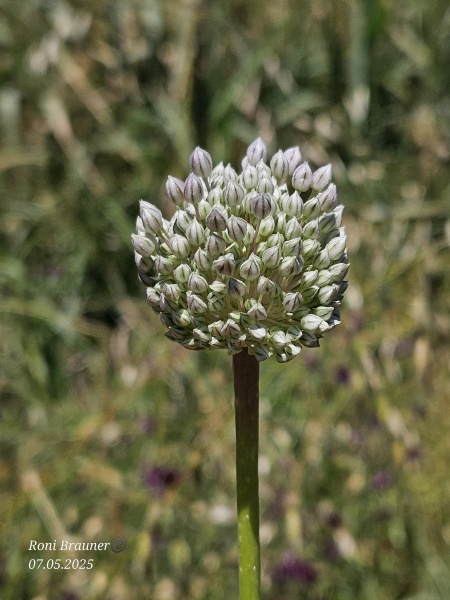 קובץ:2025-05-07T13 03 54.034081185496.jpg