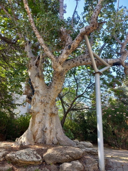 קובץ:2025-05-09T08 56 54.241879966862.jpg