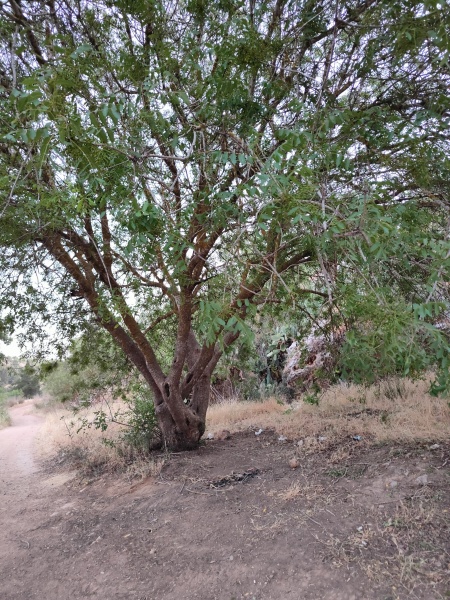 קובץ:2025-05-09T19 34 55.500723483935.jpg