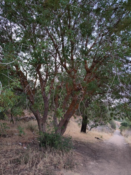 קובץ:2025-05-09T19 35 01.928308867563.jpg