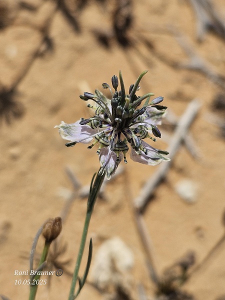 קובץ:2025-05-10T10 13 53.235874497085.jpg
