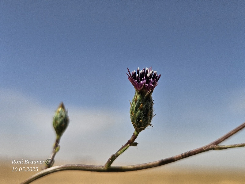 קובץ:2025-05-10T10 25 55.607792386909.jpg