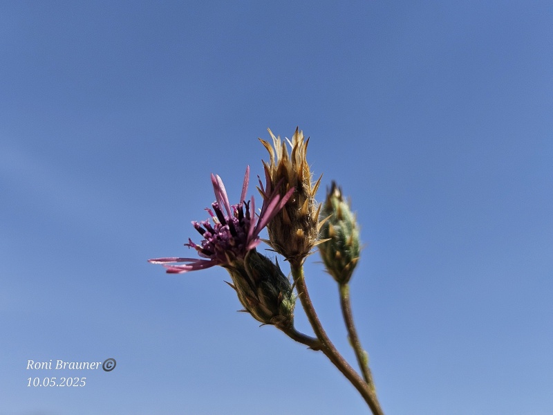 קובץ:2025-05-10T10 39 38.769675444220.jpg