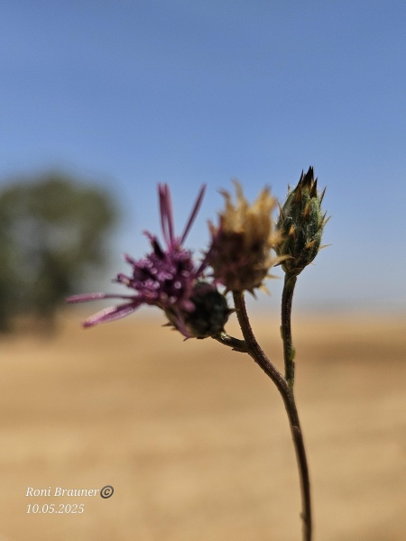 קובץ:2025-05-10T10 39 45.42266160620.jpg