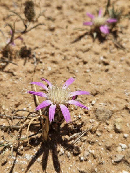 קובץ:2025-05-10T11 22 36.163213974200.jpg