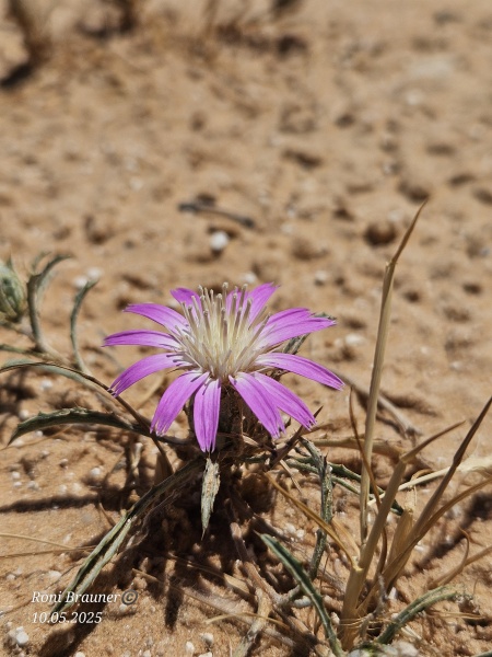 קובץ:2025-05-10T11 25 50.759027483937.jpg