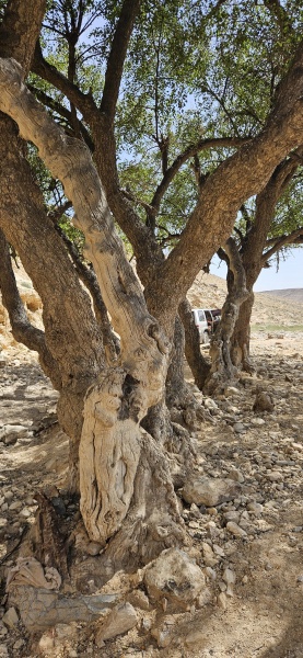 קובץ:2025-05-10T14 37 01.305640859032.jpg