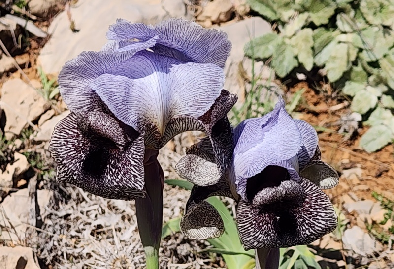 קובץ:2025-05-10T16 21 27.897920315781.jpg
