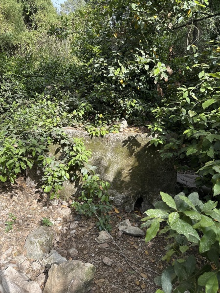 קובץ:2025-05-10T16 38 55.026890491682.jpg