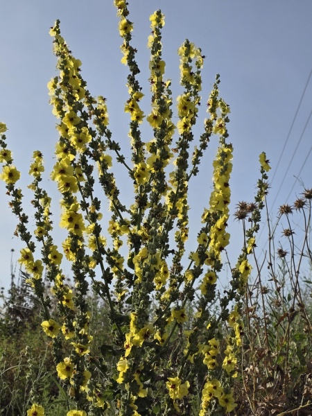 קובץ:2025-05-11T07 51 26.676880812041.jpg