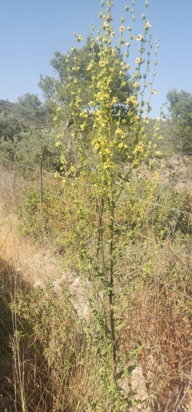 קובץ:2025-05-11T15 49 49.996566129797.jpg