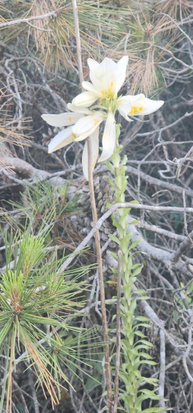 קובץ:2025-05-11T18 18 01.943206576798.jpg