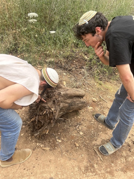 קובץ:2025-05-12T14 22 03.880352543802.jpg