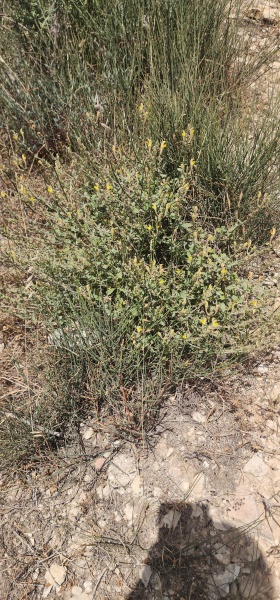 קובץ:2025-05-14T14 53 34.89880543811.jpg