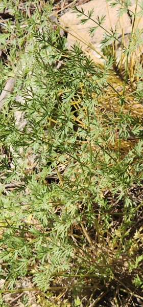 קובץ:2025-05-14T15 58 43.99295042874.jpg