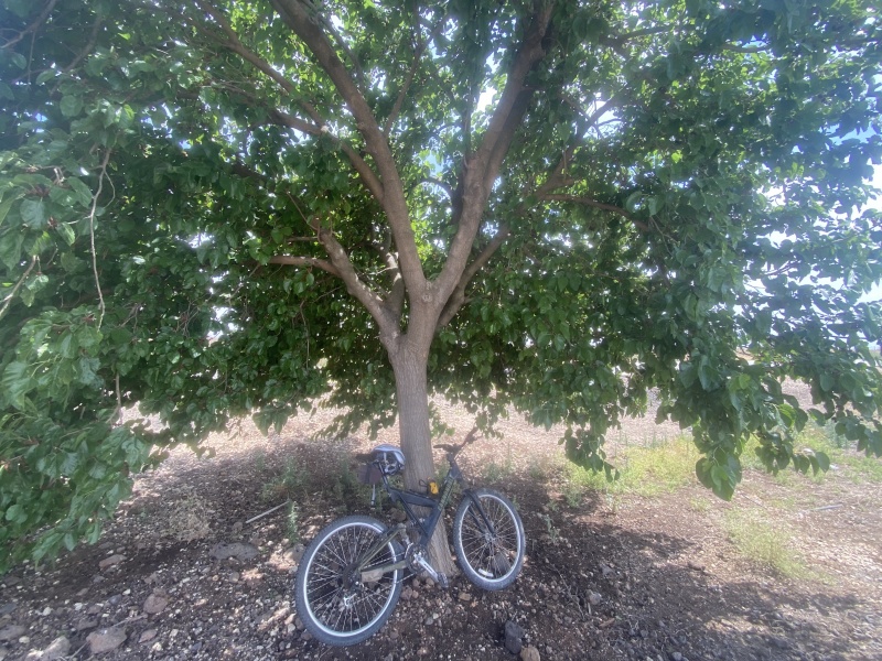 קובץ:2025-05-15T14 24 39.928259911255.jpg