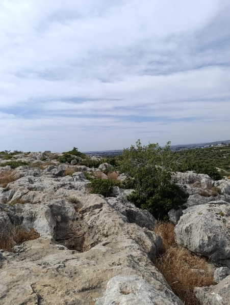קובץ:2025-05-15T16 08 45.064351856291.jpg