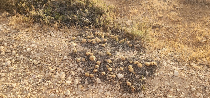 קובץ:2025-05-15T18 24 15.378433541575.jpg