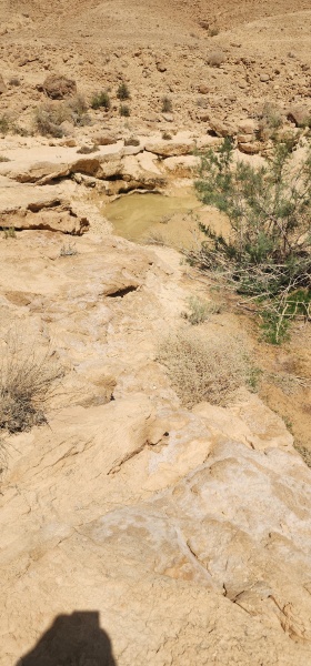 קובץ:2025-05-16T10 52 53.377169967547.jpg