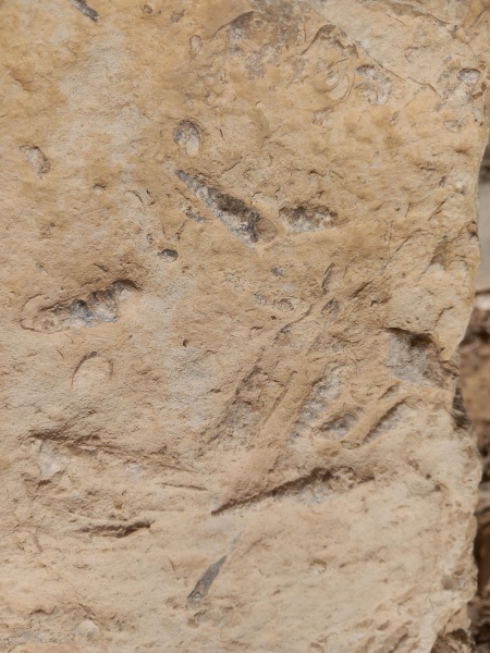 קובץ:2025-05-17T09 54 49.308470401973.jpg