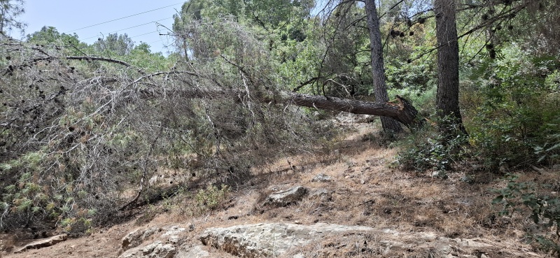 קובץ:2025-05-17T11 38 56.990993889634.jpg