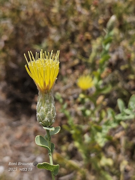 קובץ:2025-05-18T13 19 26.436355759093.jpg