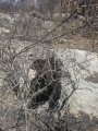 תמונה ממוזערת לגרסה מתאריך 06:25, 19 במאי 2025