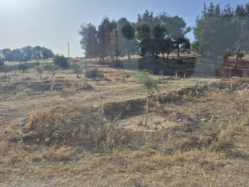 קובץ:2025-05-19T17 19 04.809274150759.jpg