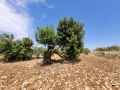 תמונה ממוזערת לגרסה מתאריך 10:21, 20 במאי 2025