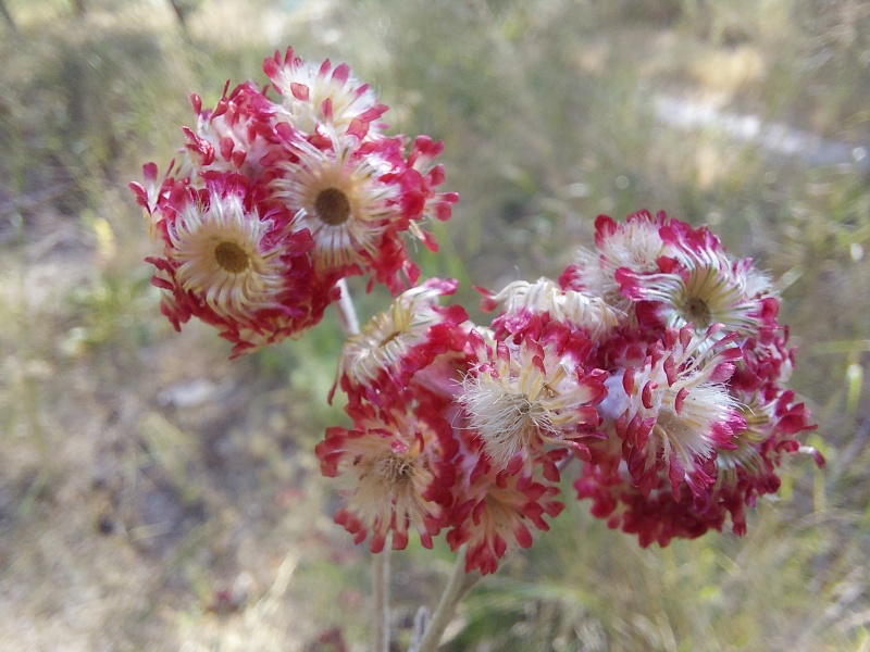 קובץ:2025-05-20T17 13 36.572667152539.jpg