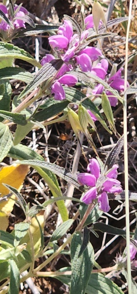 קובץ:2025-05-21T08 56 02.647123235583.jpg