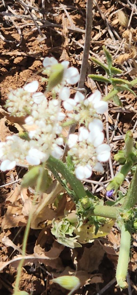 קובץ:2025-05-21T09 39 31.177345258531.jpg