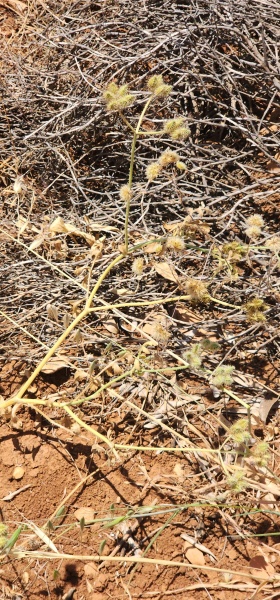 קובץ:2025-05-21T11 26 49.389523474803.jpg
