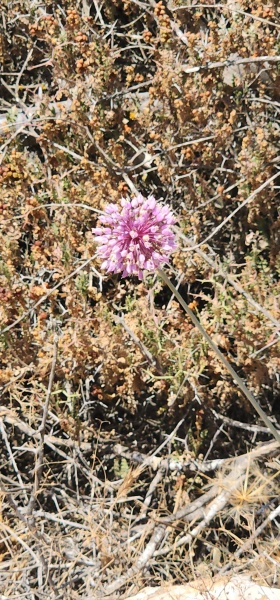 קובץ:2025-05-21T11 28 58.227021988979.jpg