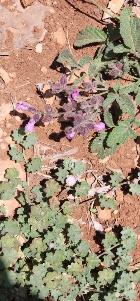 קובץ:2025-05-21T11 33 14.244890250993.jpg