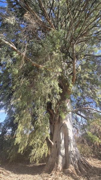 קובץ:2025-05-27T17 35 29.417086726734.jpg