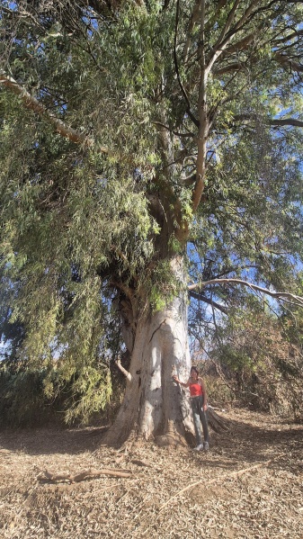 קובץ:2025-05-27T17 35 42.802327230322.jpg