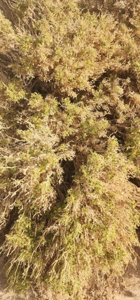 קובץ:2025-05-28T07 26 13.22682057606.jpg