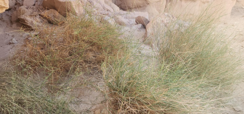 קובץ:2025-05-28T07 52 39.41744568901.jpg